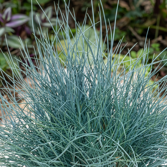 Buddy Blue Fescue