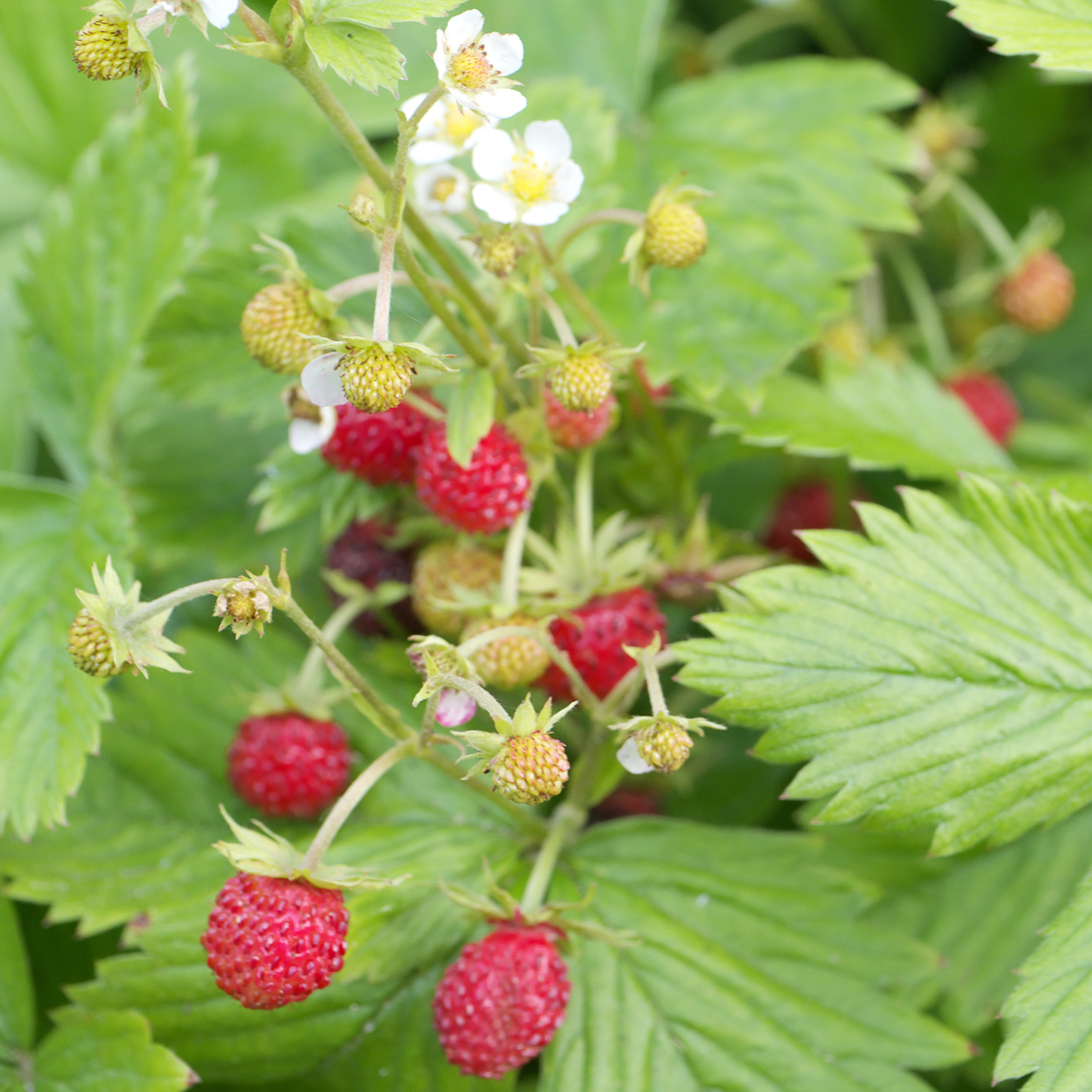 Alexandria Alpine Strawberry