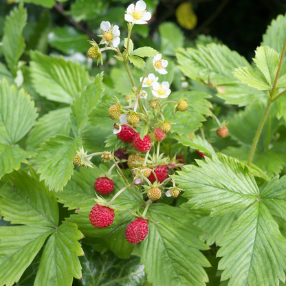 Woodland Strawberry