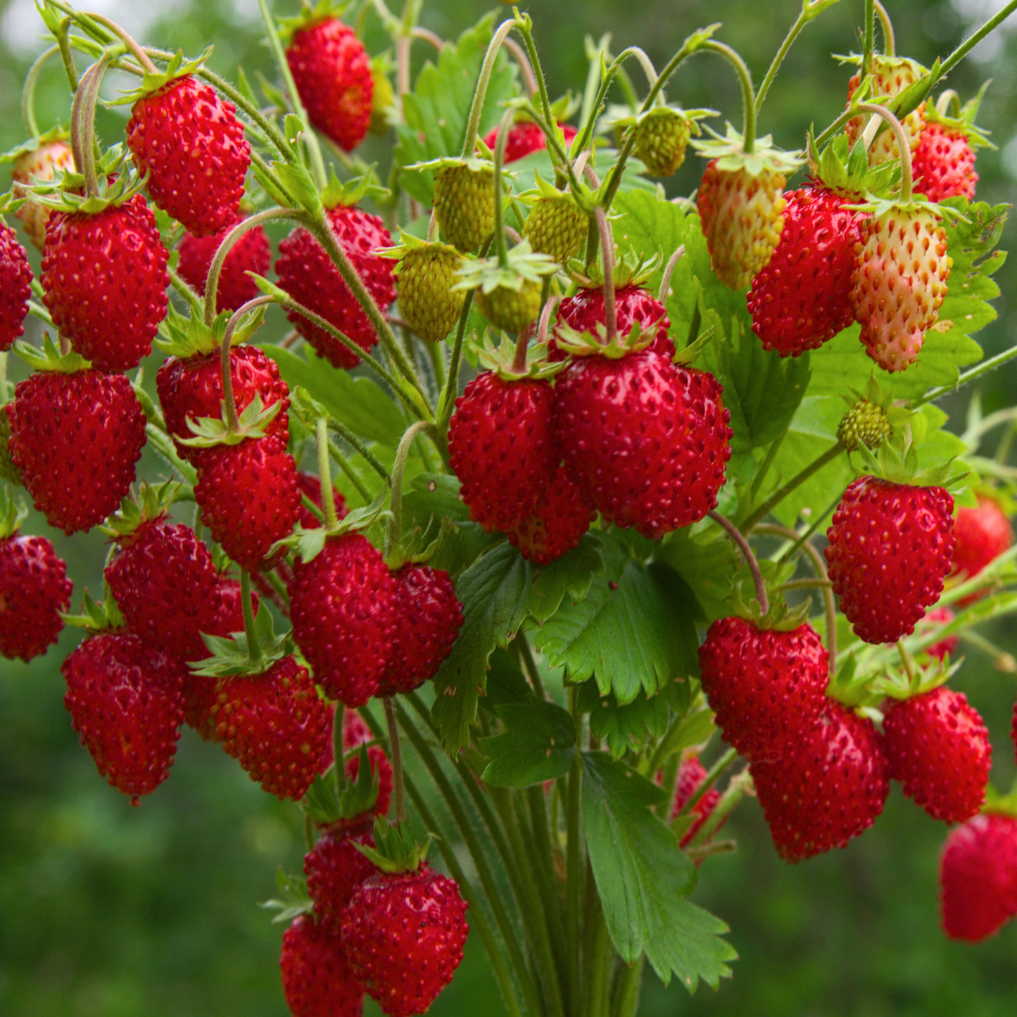 Quinault Strawberry
