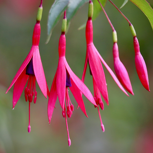 Del Campo Glazion Fuchsia