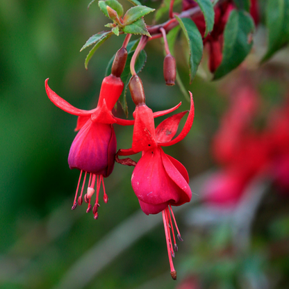 Orange King Marbeller Fuchsia