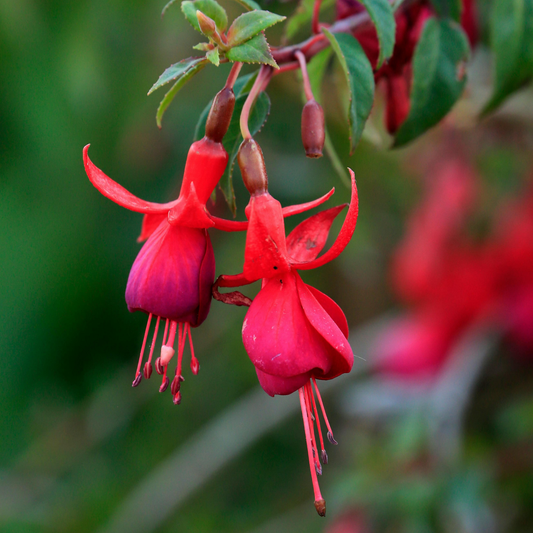Orange King Marbeller Fuchsia