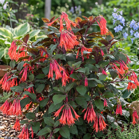 Gartenmeister Bonstedt Fuchsia