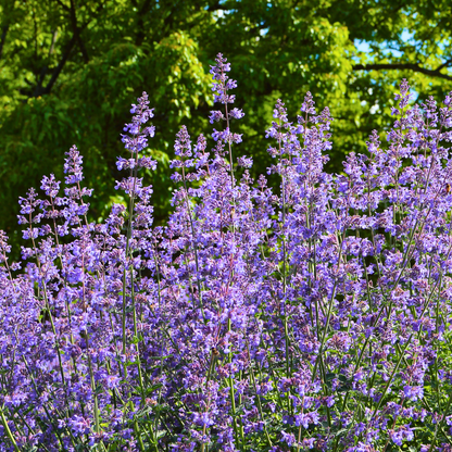 Faassen's Catmint