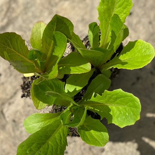 Flashy Trout Back Romaine, 6 plants