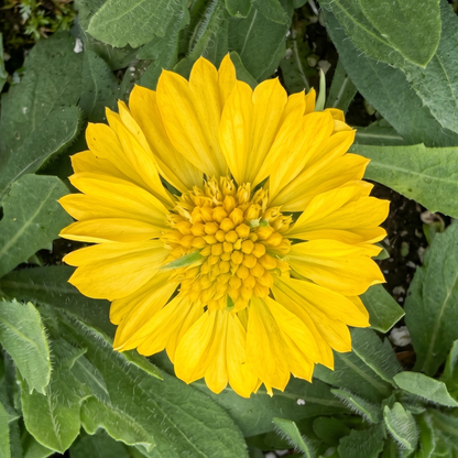 Gold Sun Buddies Gaillardia