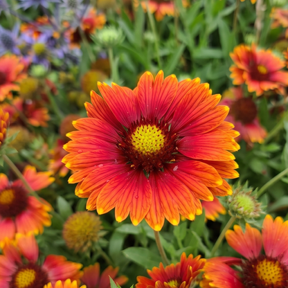 Red Sun Buddies Gaillardia