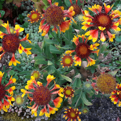 Fanfare Serenade Blanket Flower Gaillardia