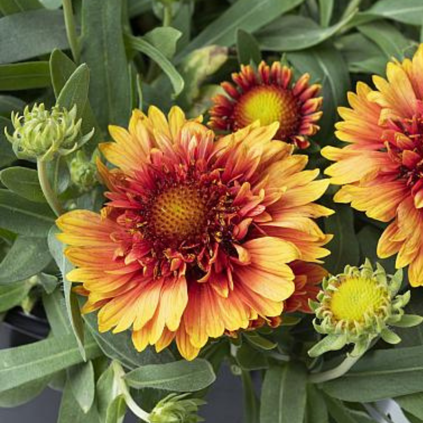 Sunset Orange Ruffles Blanket Flower Gaillardia