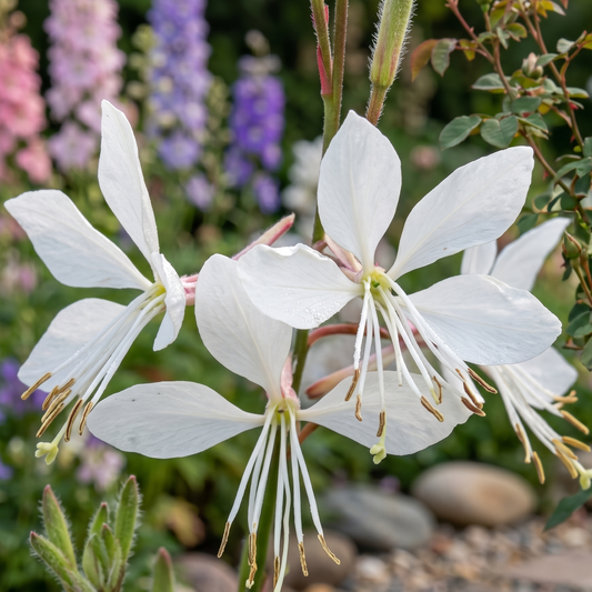 Ballerina White Wand Flower