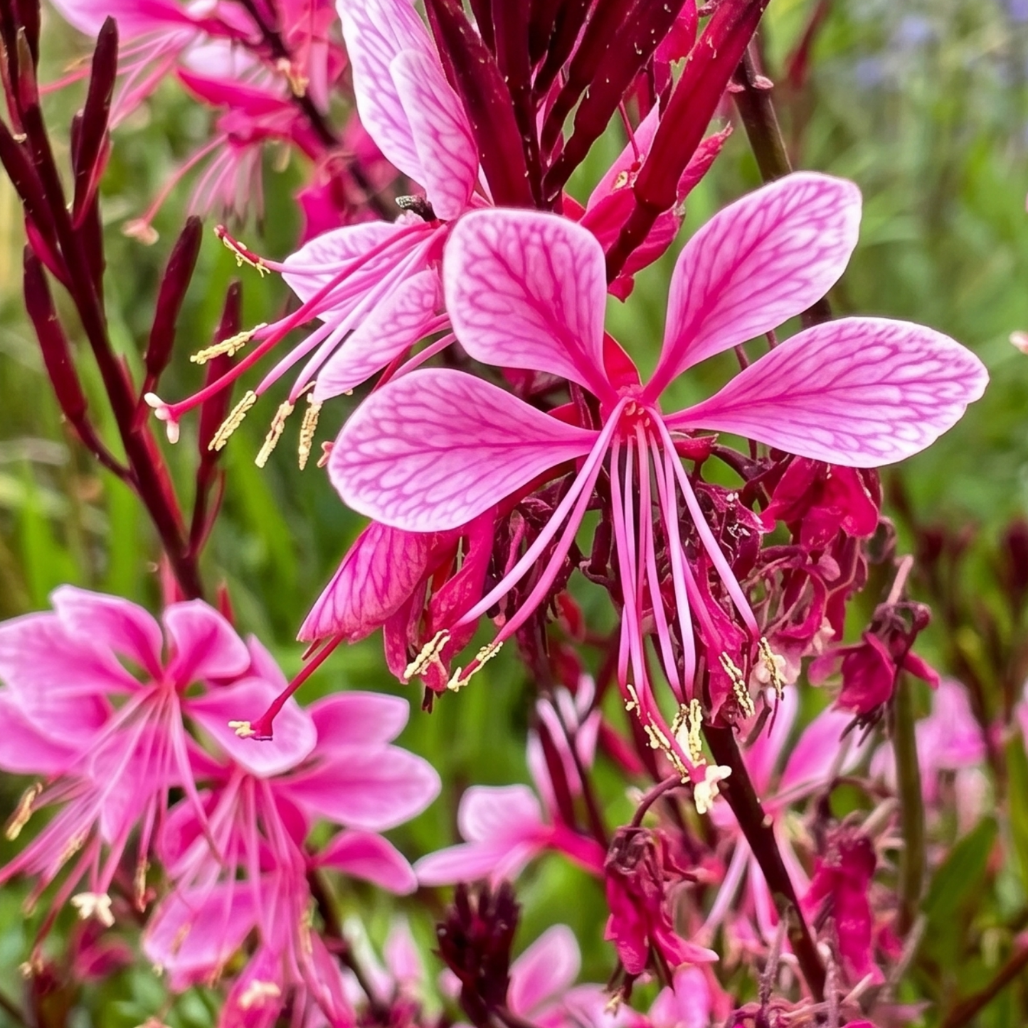 Rosy Jane Gaura