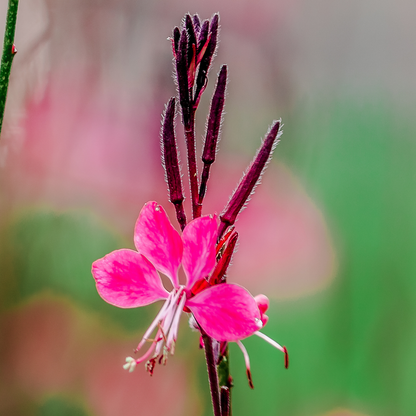 Siskiyou Pink Gaura