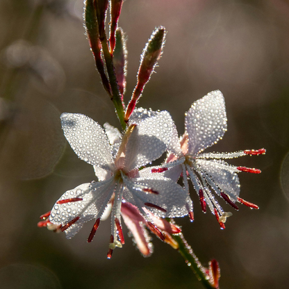 Steffi White Gaura