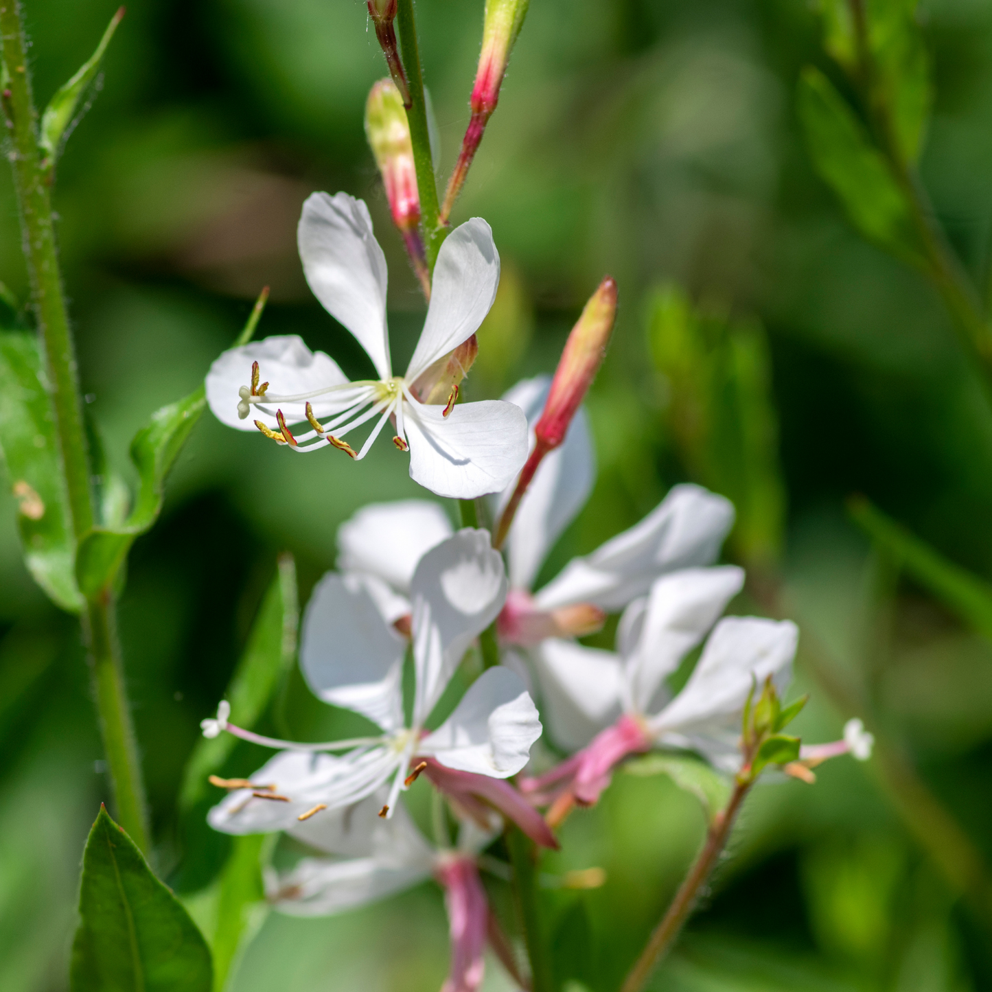Whirling Butterflies Gaura
