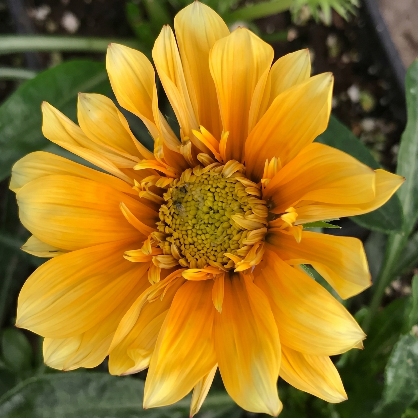 Cremazu SunBathers Gazania