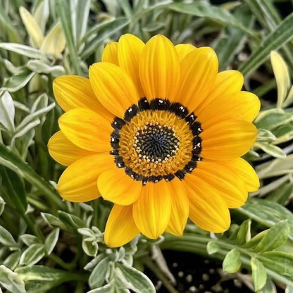 Variegated Orange Treasure Flower