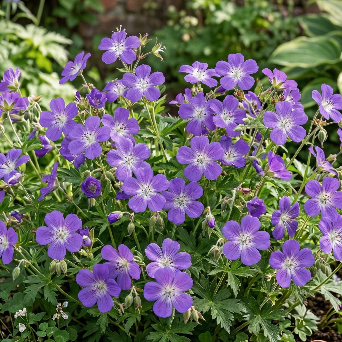 Amy Doncaster Wood Cranesbill