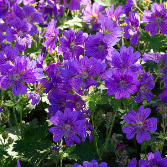 Johnson's Blue Geranium