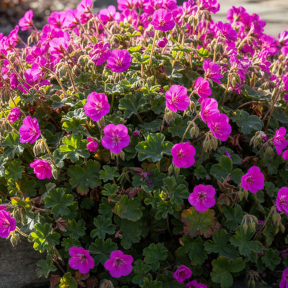 Crystal Rose Hardy Geranium