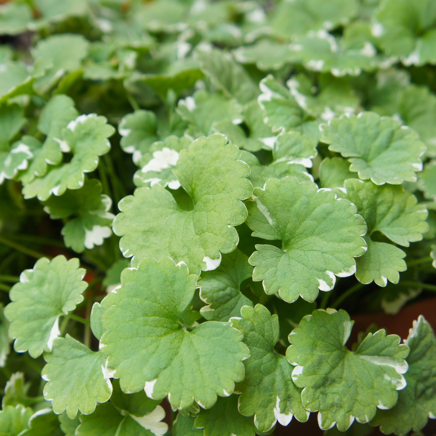 Variegata Ground Ivy
