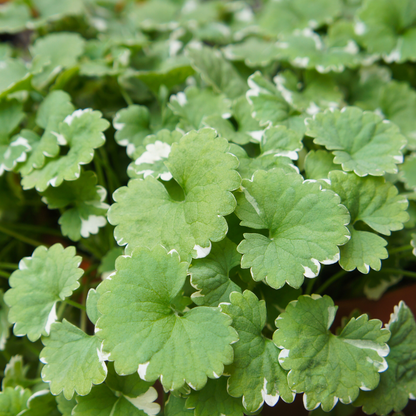 Variegata Ground Ivy