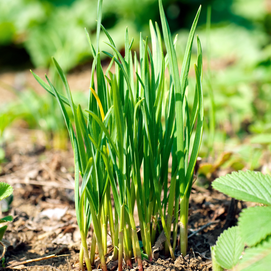 Garlic Chives