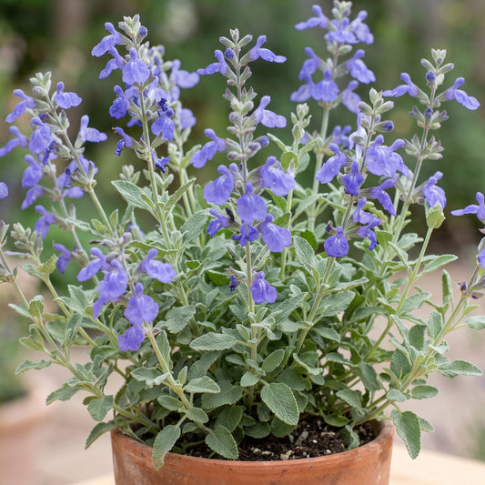 Blue Oak Sage