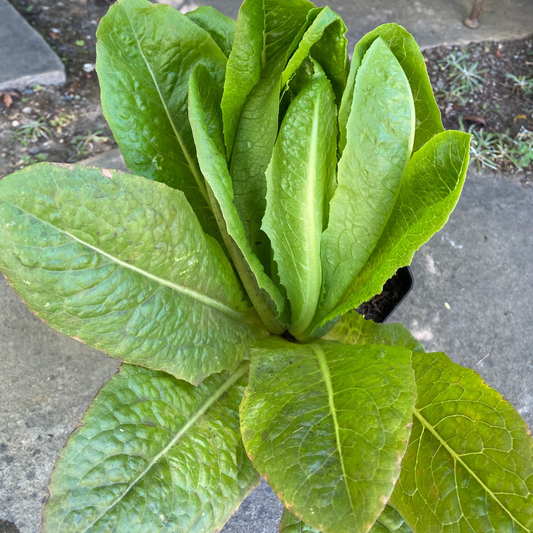 George Richardson Romaine