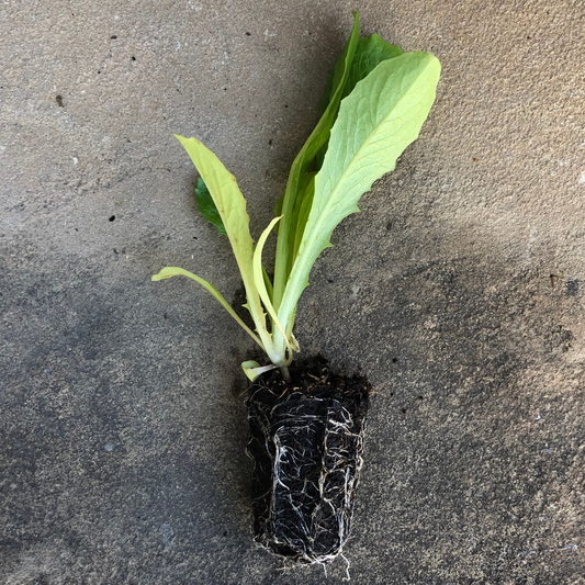 George Richardson Romaine