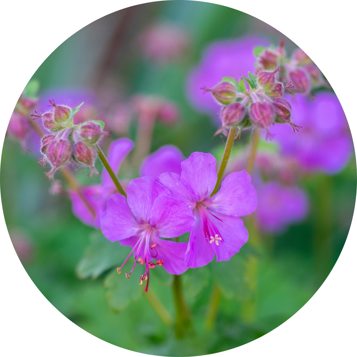 Karmina Pink Floral True Geranium - 4