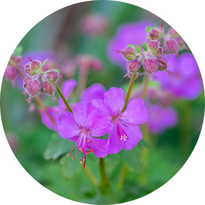 Karmina Pink Floral True Geranium