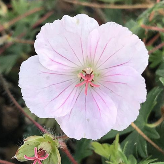 Lancastriense Geranium