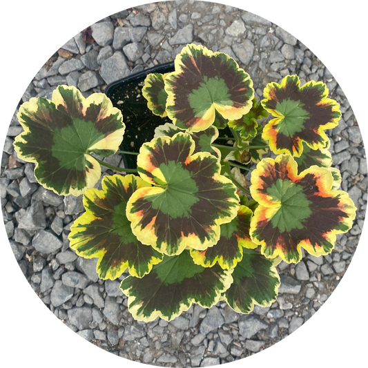 Geranium "Mrs. Pollock"