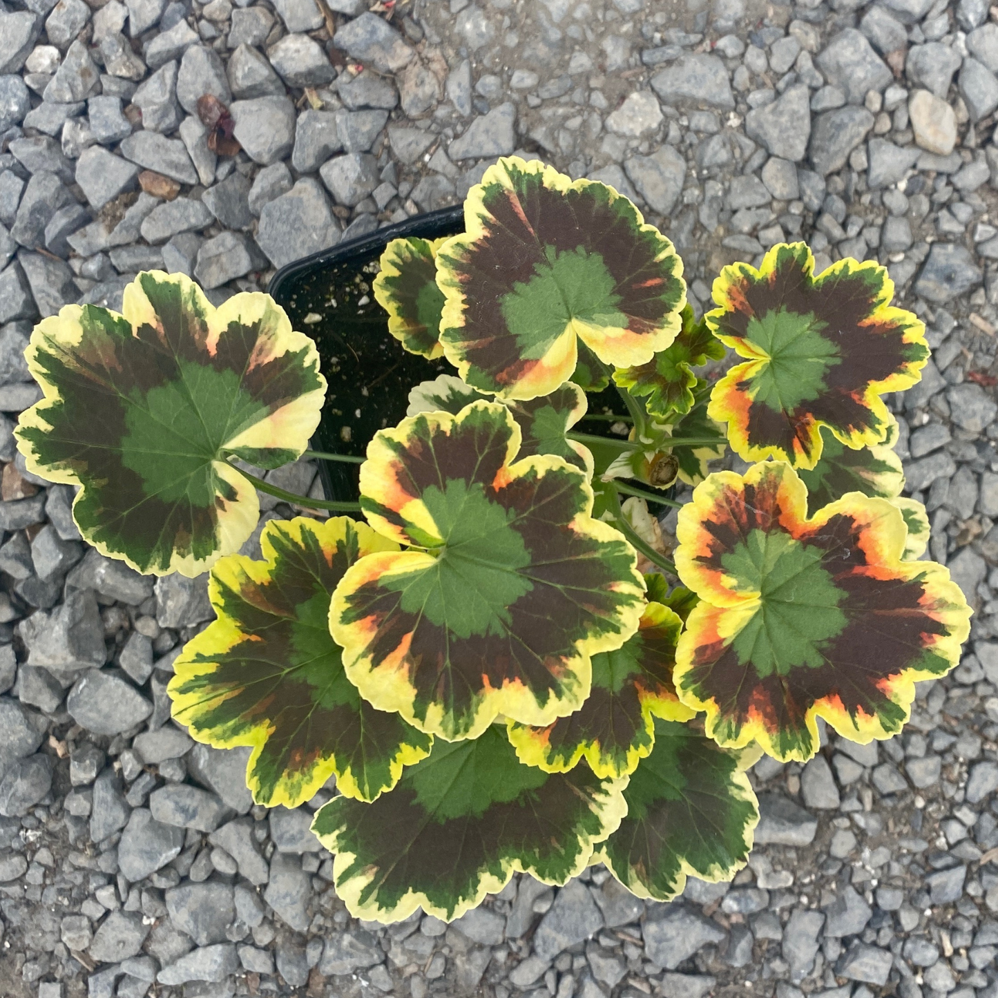 Mrs. Pollock Geranium