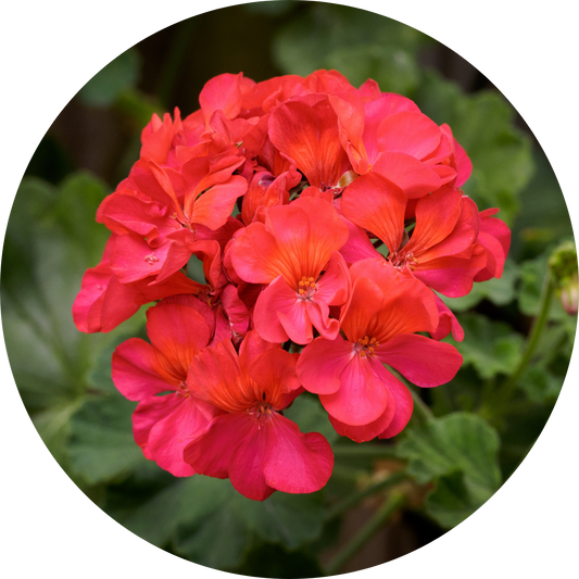 Geranium "Red Floral"