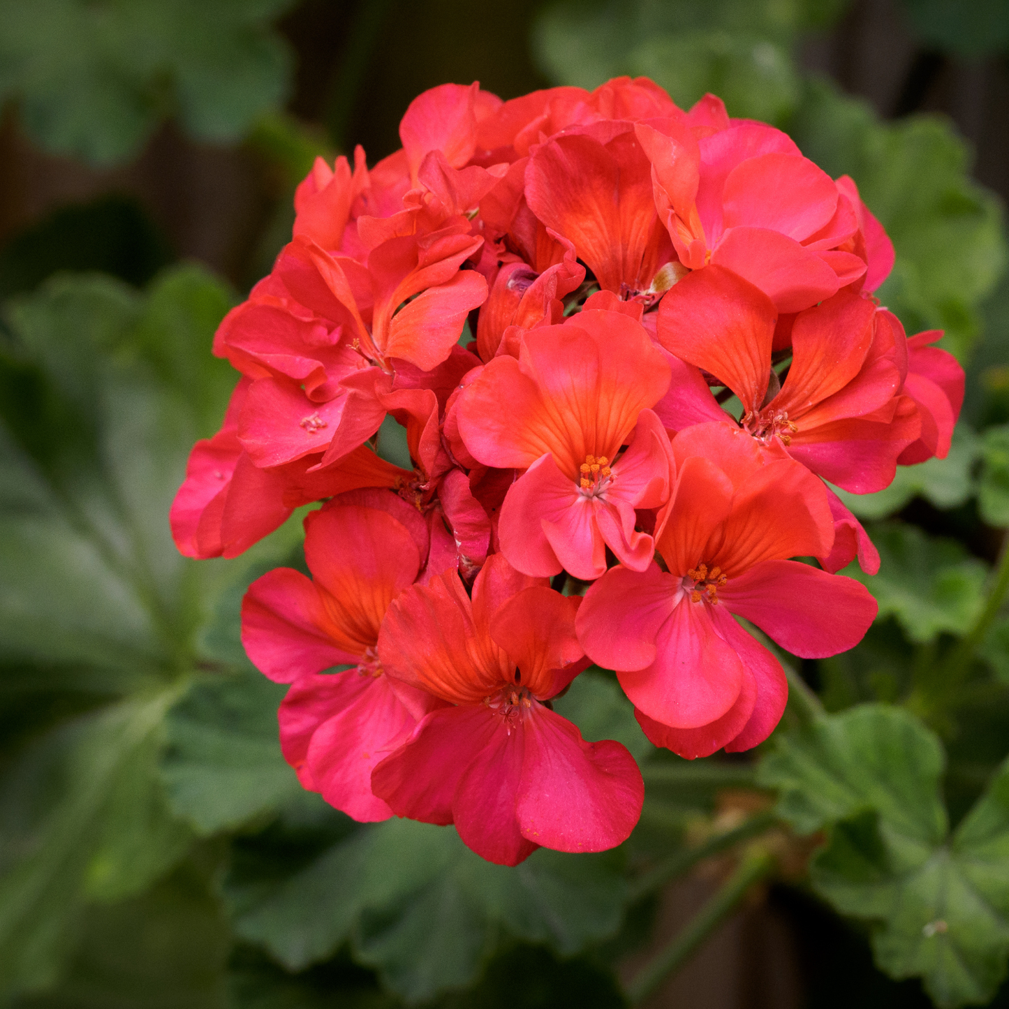 Red Floral Geranium