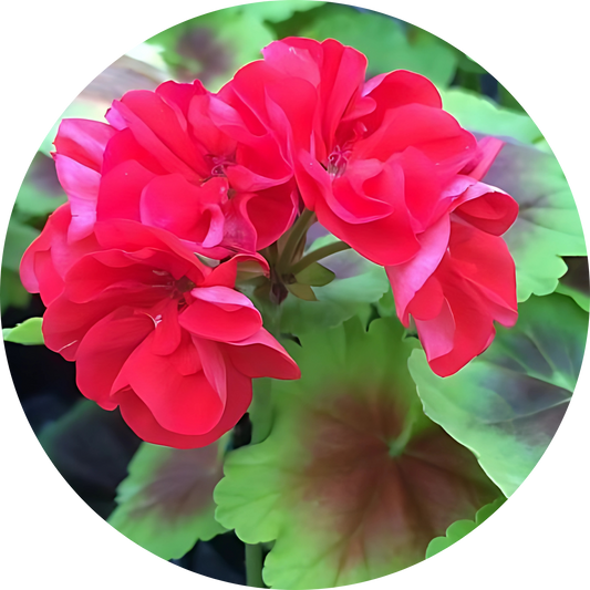 Geranium "Red Floral, Dark Leaves"