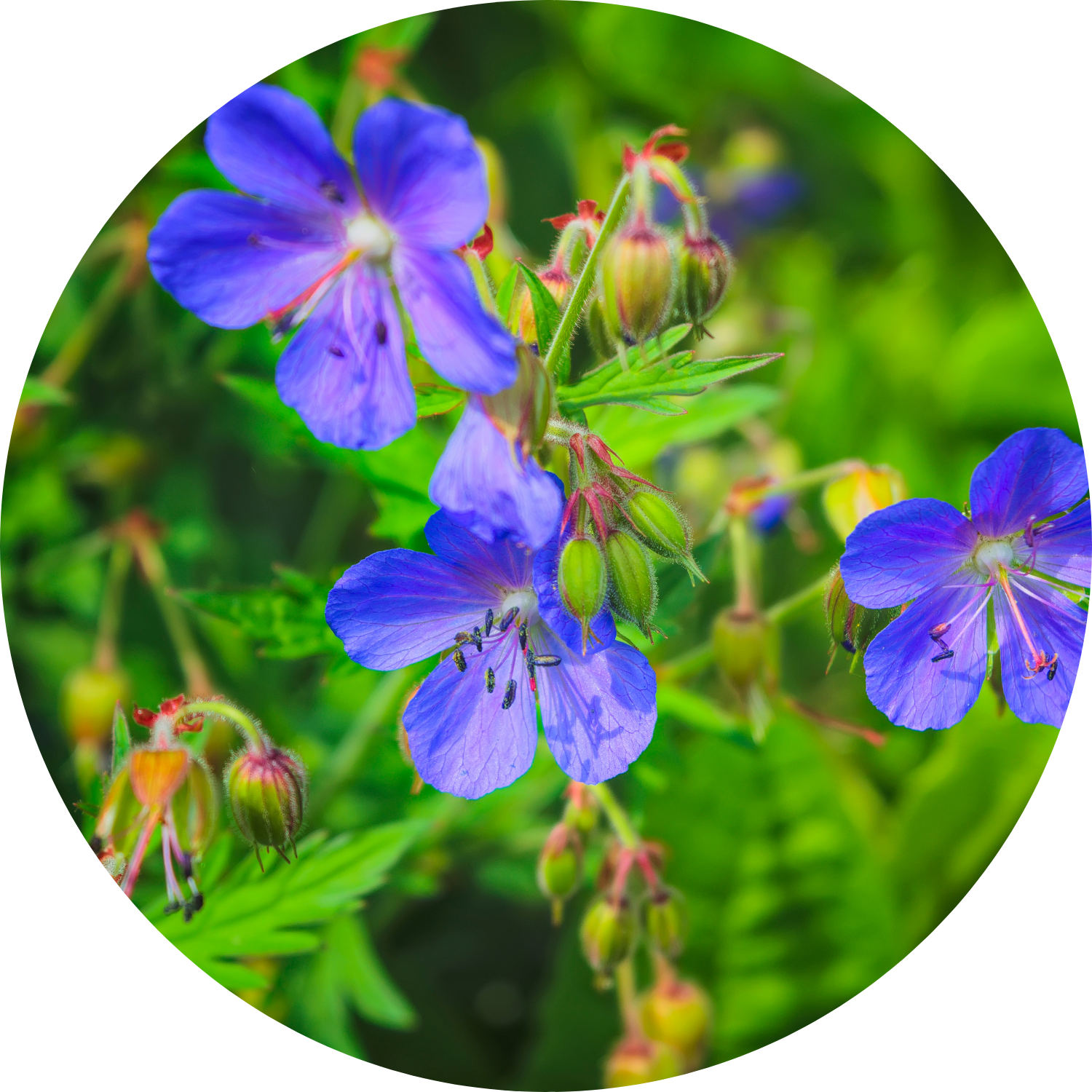 Geranium Definition Cranesbill Blue Floral True Geranium - 4