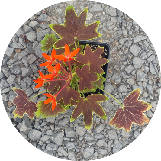 Geranium "Vancouver"