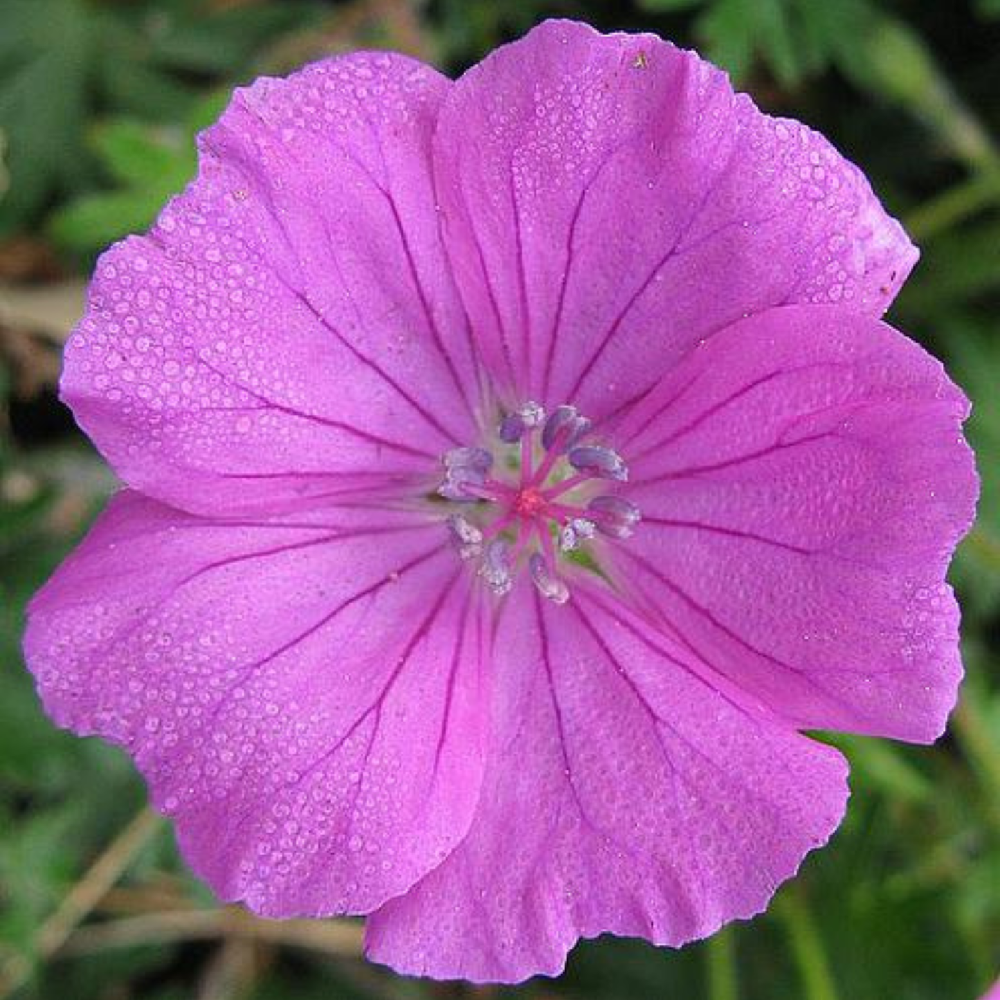 Sanguineum Bloody Geranium