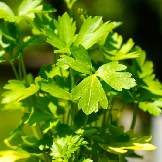 Gigante Italian Parsley