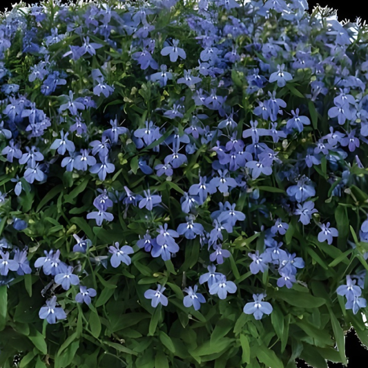 Glow Electric Blue Lobelia