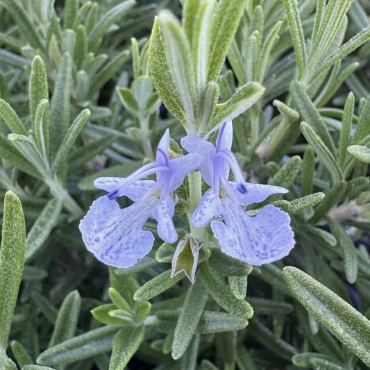 Gorizia Rosemary