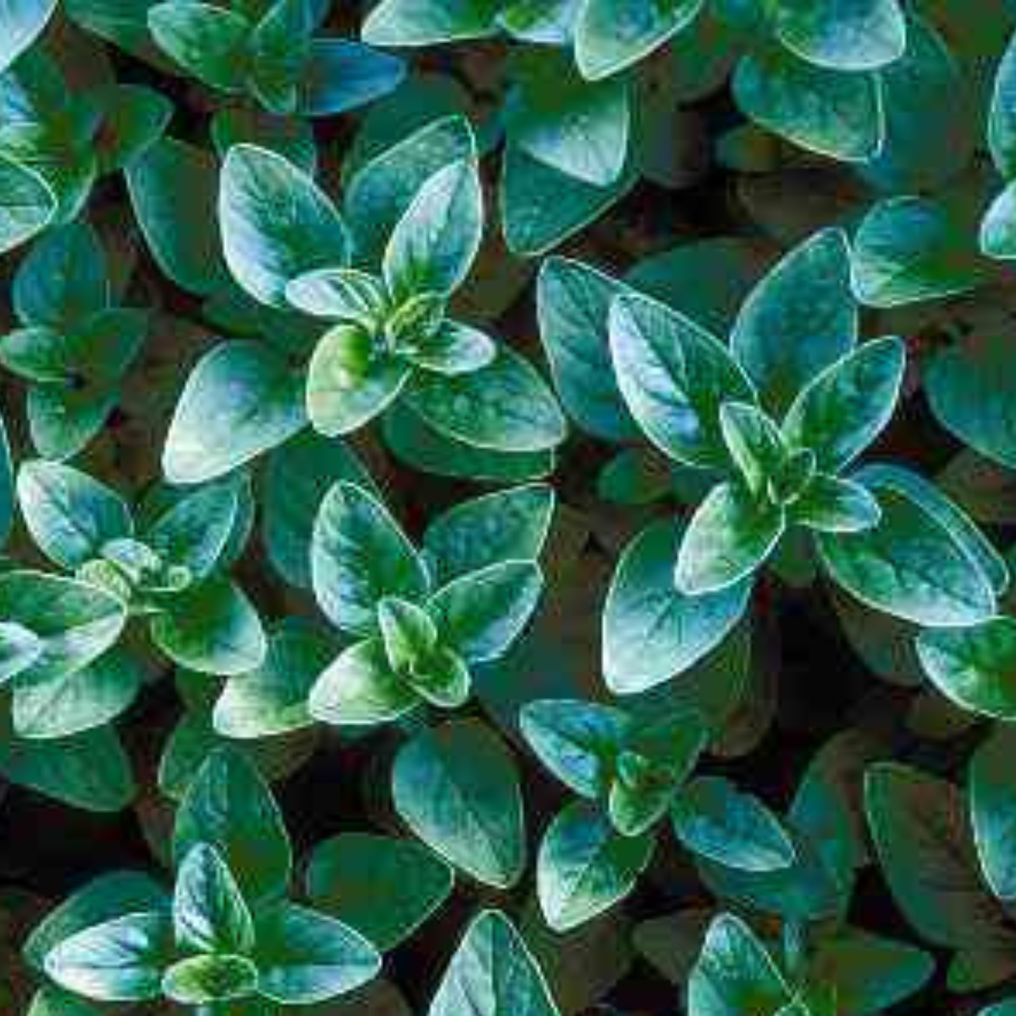 Greek Oregano, 4" plant