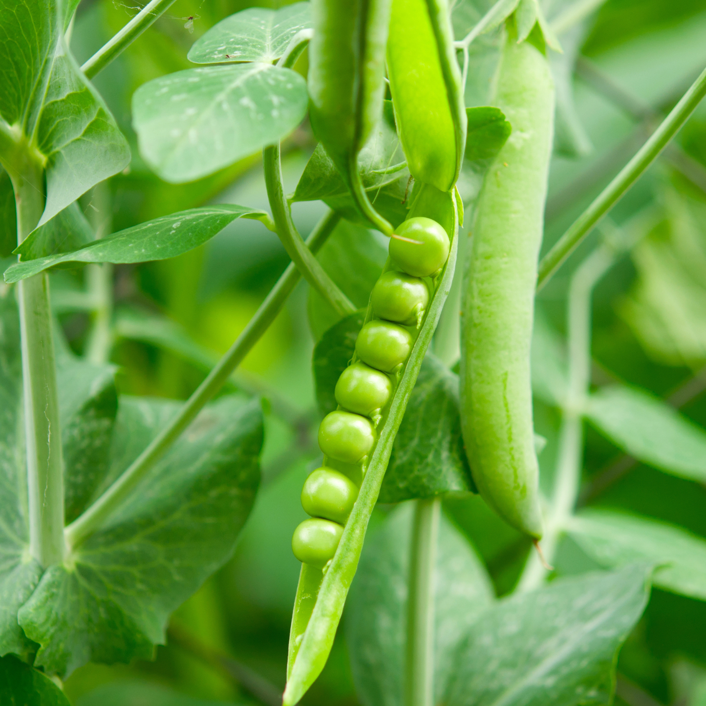 Green Arrow Pea, 6 plants