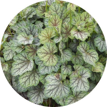 Pinot Gris Heuchera
