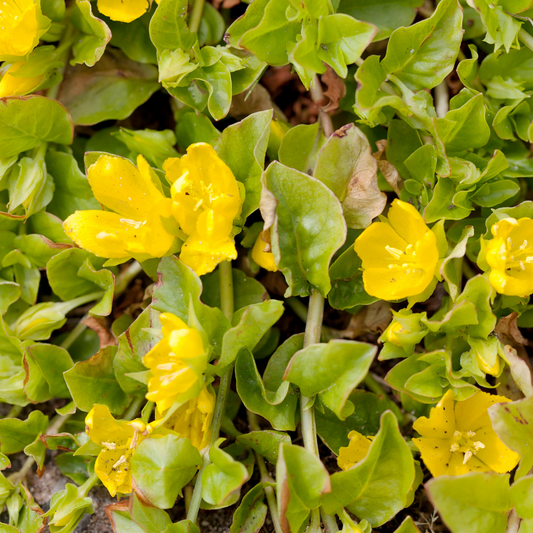 Green Moneywort Creeping Jenny