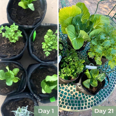 Seasonal Garden Kit