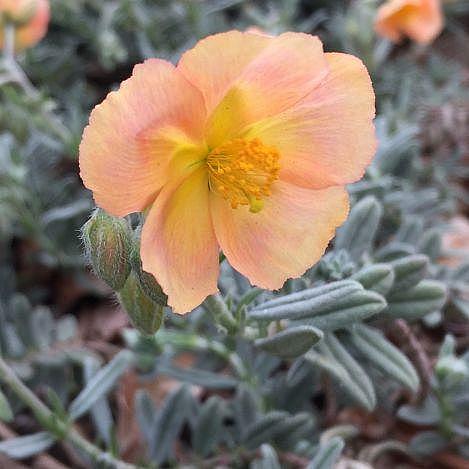 Cheviot Sunrose